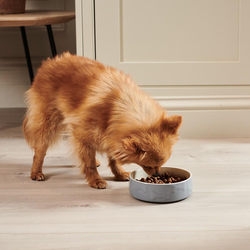 Cachorro comendo na tigela